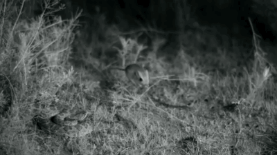 Watching A Rattlesnake Attack In Slow-Mo Will Mess You Up