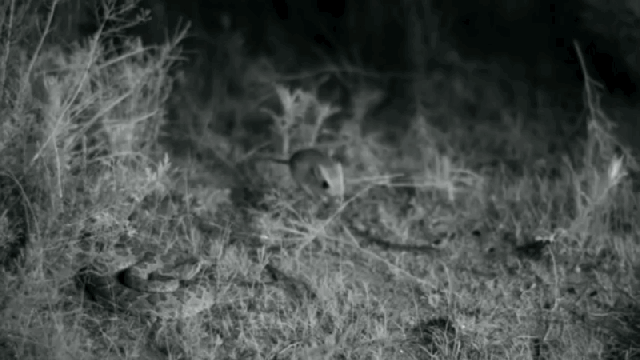 Watching A Rattlesnake Attack In Slow-Mo Will Mess You Up