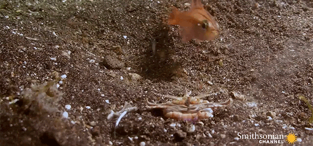 This Scary-Arse Worm Snatches The Souls Of Fish Straight From Its Hole In The Ground