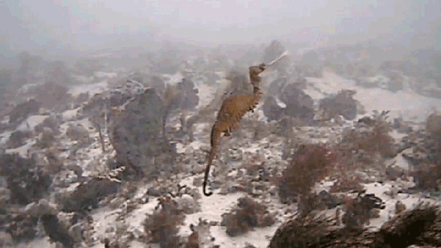 This Is The First Footage Ever Captured Of The Australian Ruby Seadragon In The Wild