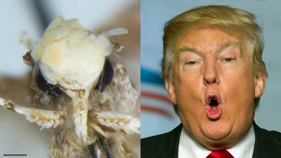 Moth With Scaly Head And Weird Dick Named In Honour Of Donald Trump