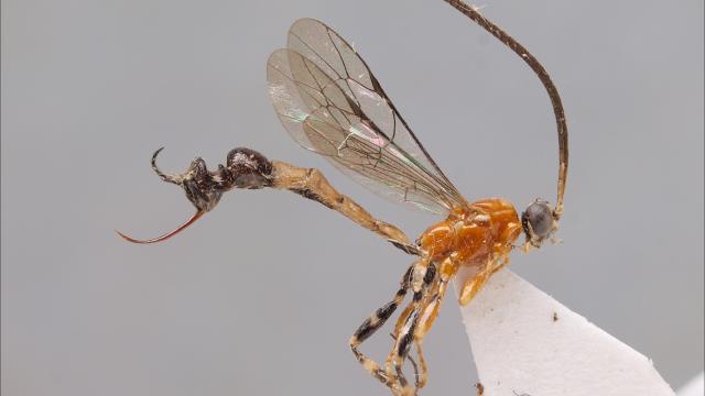 Um, This Wasp Species Has An Ant Head For A Butt
