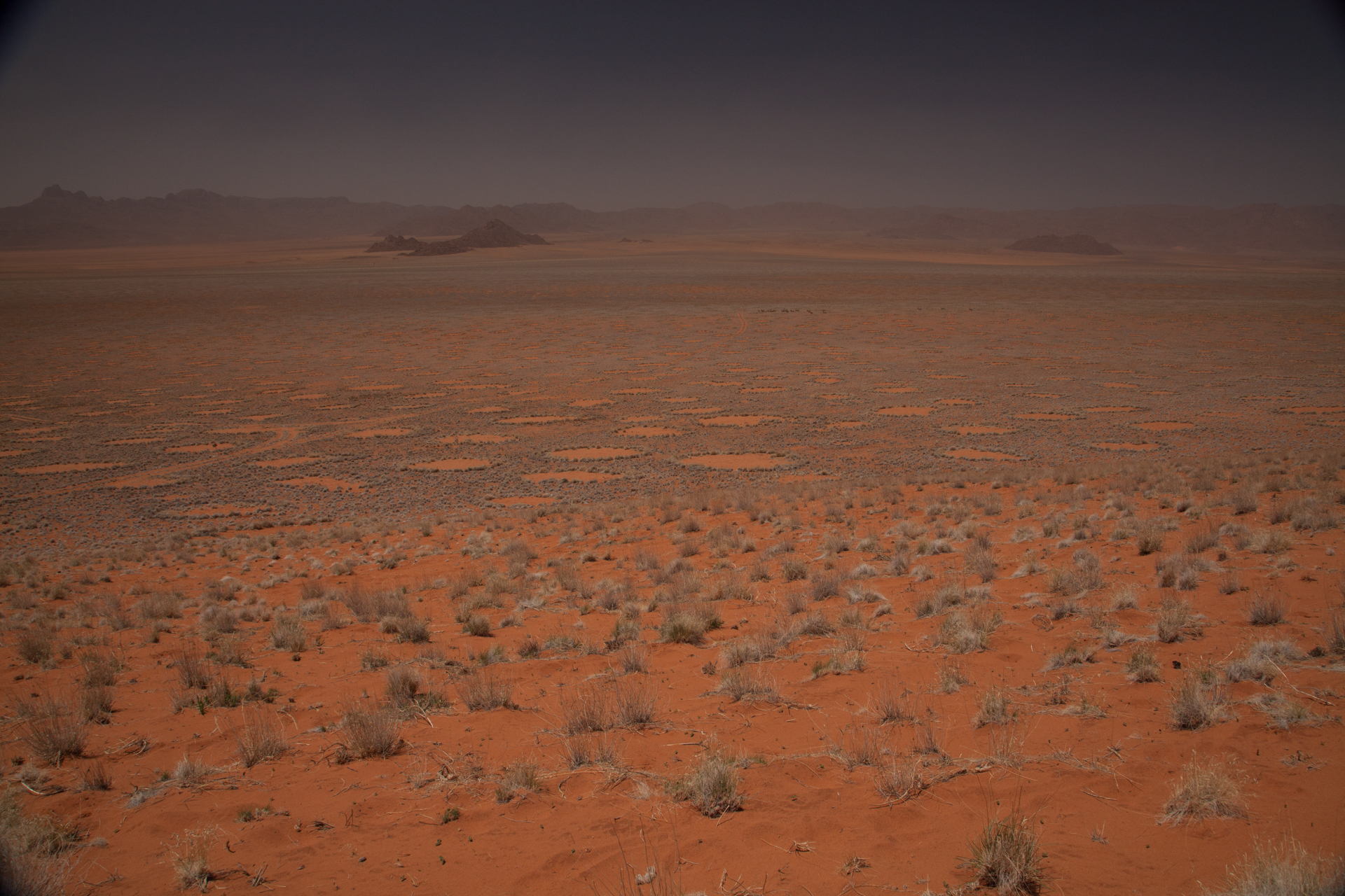 We Finally Know What’s Causing Namibia’s Mysterious Fairy Circles