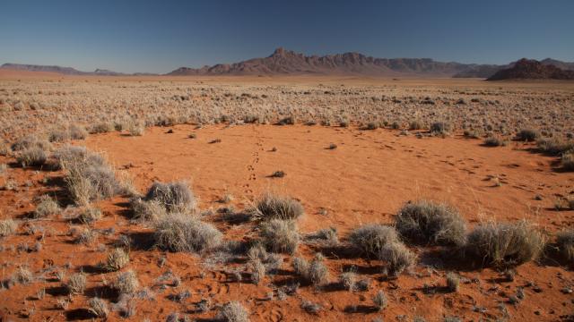 We Finally Know What’s Causing Namibia’s Mysterious Fairy Circles