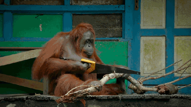 Wild Ape Learns To Use Saw And Quickly Becomes Competitive Dick