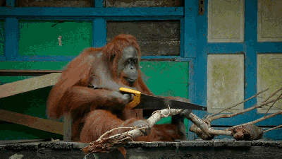 Wild Ape Learns To Use Saw And Quickly Becomes Competitive Dick