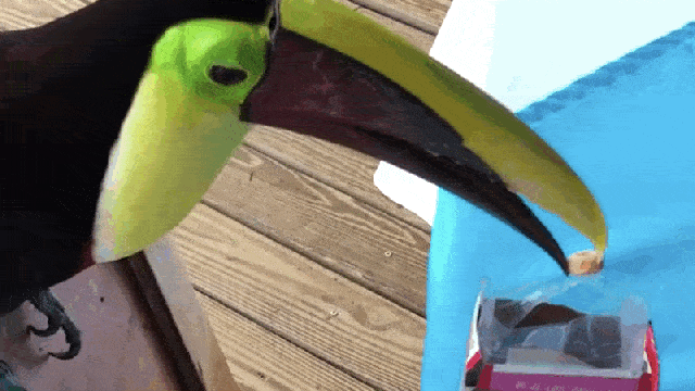 Feeding A Toucan Froot Loops Is Probably A Bad Idea