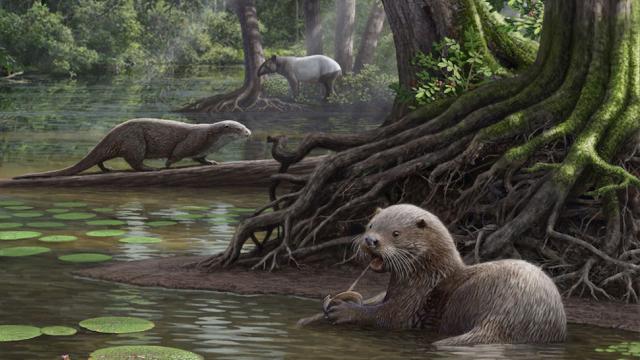 Wolf-Sized Otters Prowled The World Six Million Years Ago
