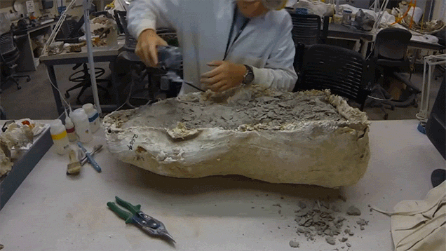 Watch How Fossils Get Cleaned And Prepared