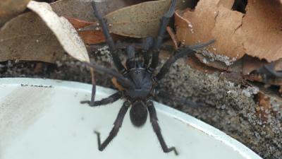 Australian Zoo Wants You To Catch Deadly Venomous Spiders 