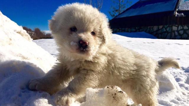 Three Puppies Rescued After Deadly Italian Avalanche 