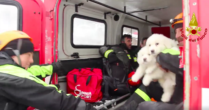 Three Puppies Rescued After Deadly Italian Avalanche 