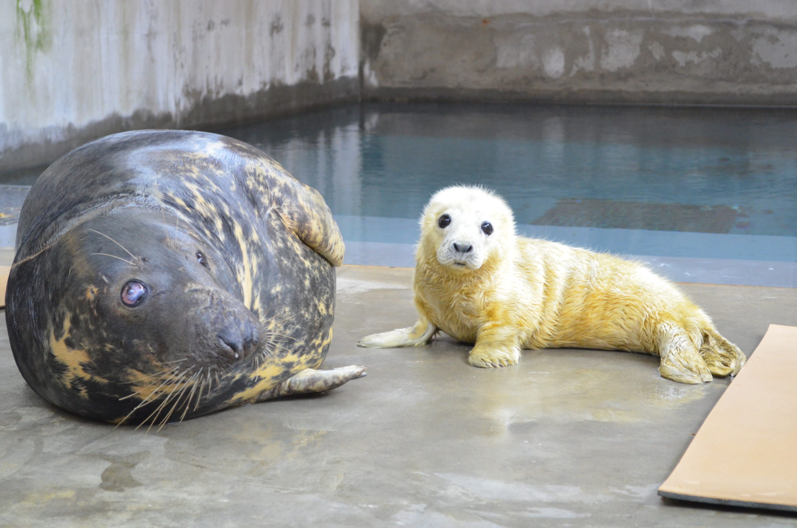 This Newborn Seal Will Get You Through Your Garbage Day
