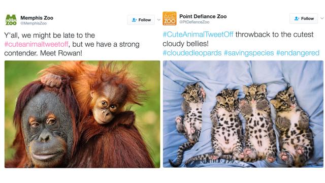 We All Need This Cute Animal ‘Tweet-Off’ Right Now