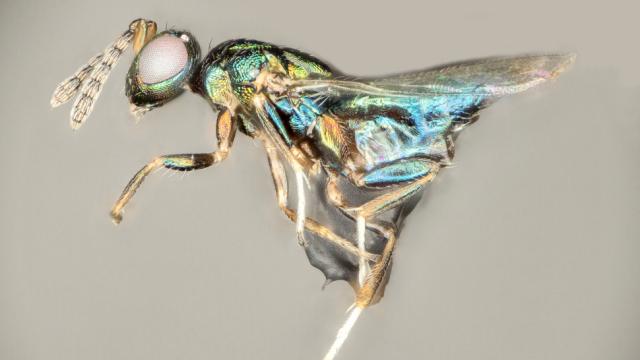 Diabolical Parasite Grows Inside Baby Wasps And Eats Their Brains To Escape