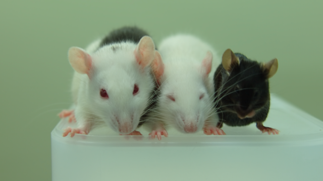 Ridiculous Rat-Grown Mouse Organ Transplant Cures Diabetic Mice