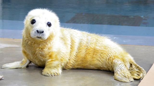 This Newborn Seal Will Get You Through Your Garbage Day