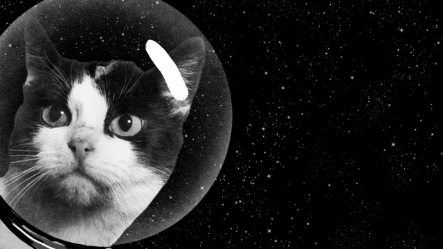 The Secret History Of The First Cat In Space