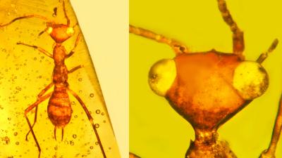 This Is Quite Possibly The Ugliest Bug Ever Found Trapped In Amber