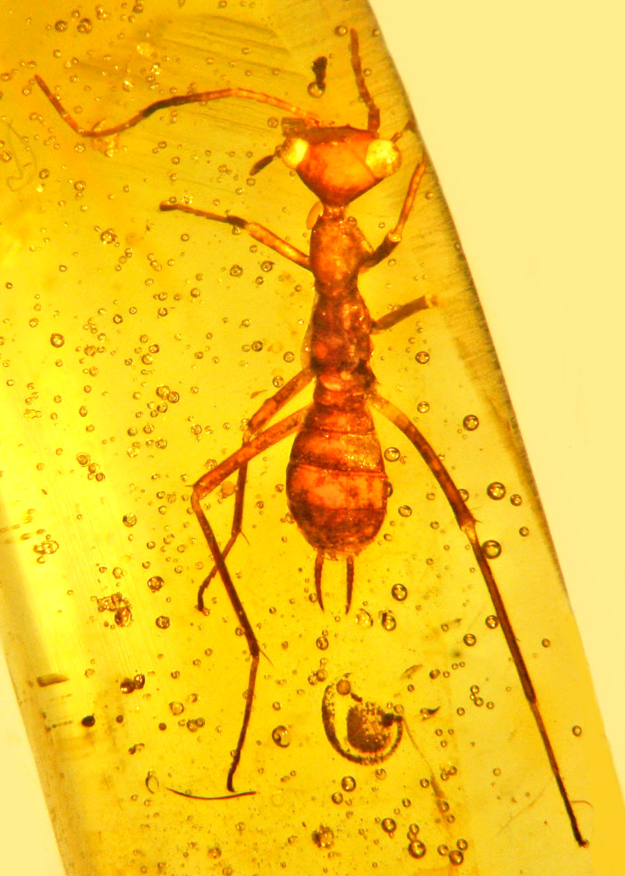 This Is Quite Possibly The Ugliest Bug Ever Found Trapped In Amber