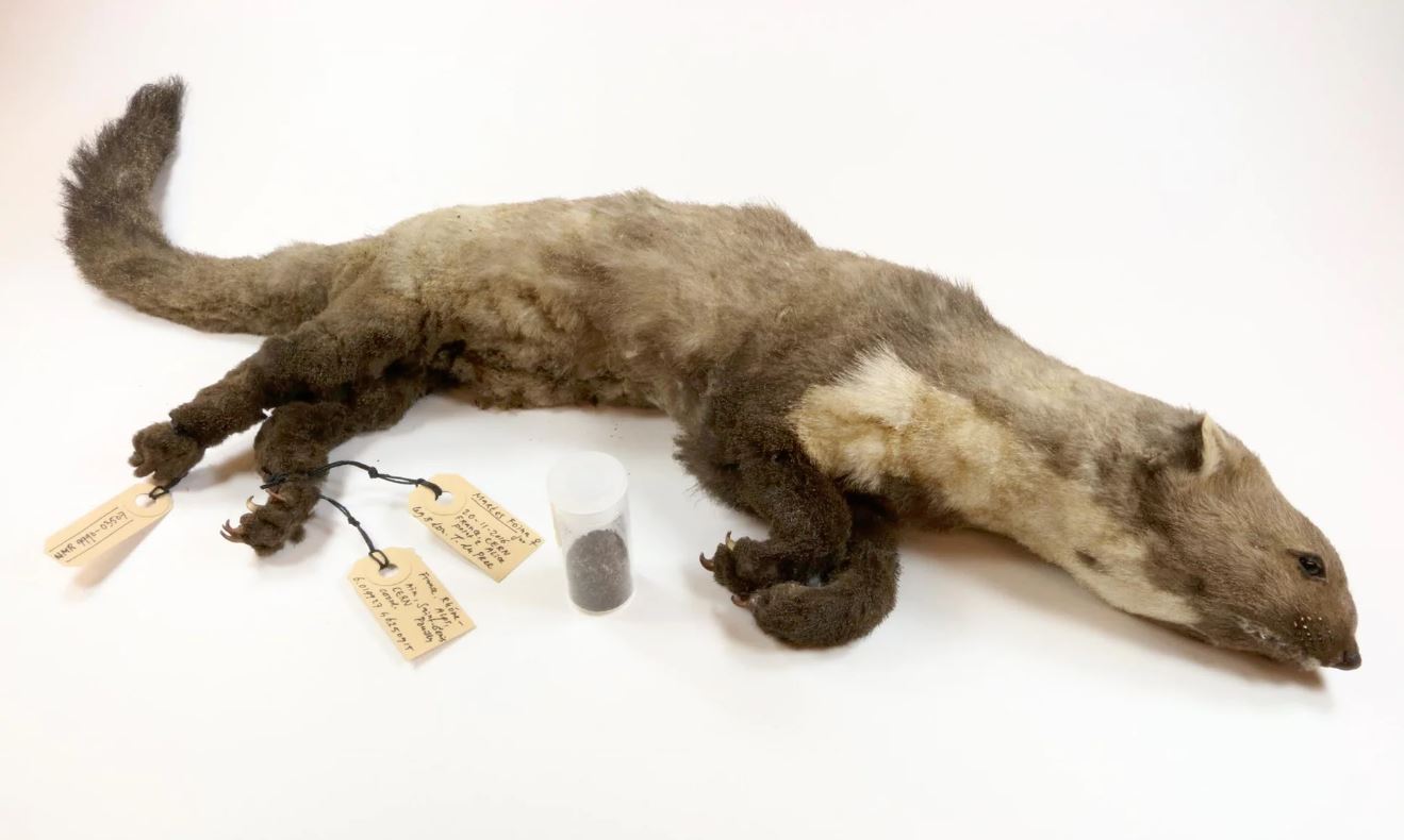 Corpse Of Weasel Killed By Large Hadron Collider Displayed In Twisted Museum Exhibition 