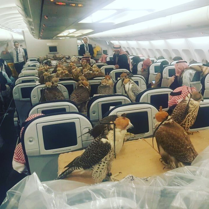 Someone Brought A Bird Army On A Flight And Everyone Seems Pretty Chill About It
