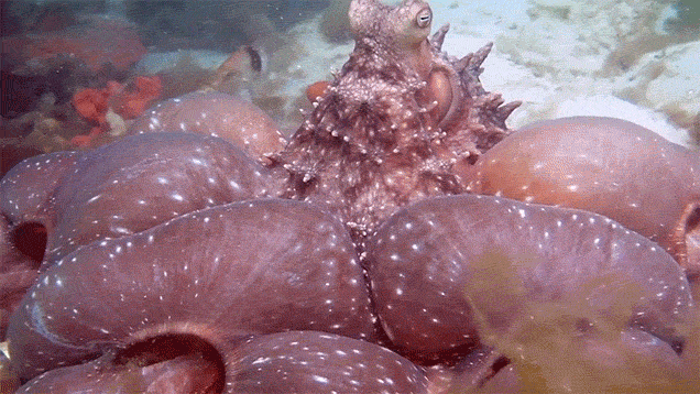 Angry Octopus Intimidates Cameraman By Blowing Itself Up Like A Giant Balloon