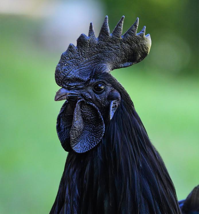 This Goth Chicken Doesn’t Conform To Your Perfect Chicken Society