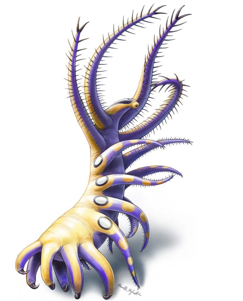 This 500-Million-Year-Old Sea Creature Boggles The Imagination