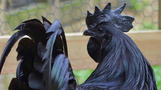 This Goth Chicken Doesn’t Conform To Your Perfect Chicken Society