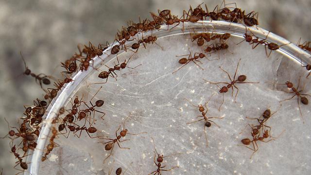Individualist Ants Better Their Colonies’ Future By Dreaming Big