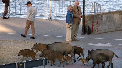Wild Pigs Are Taking Over America