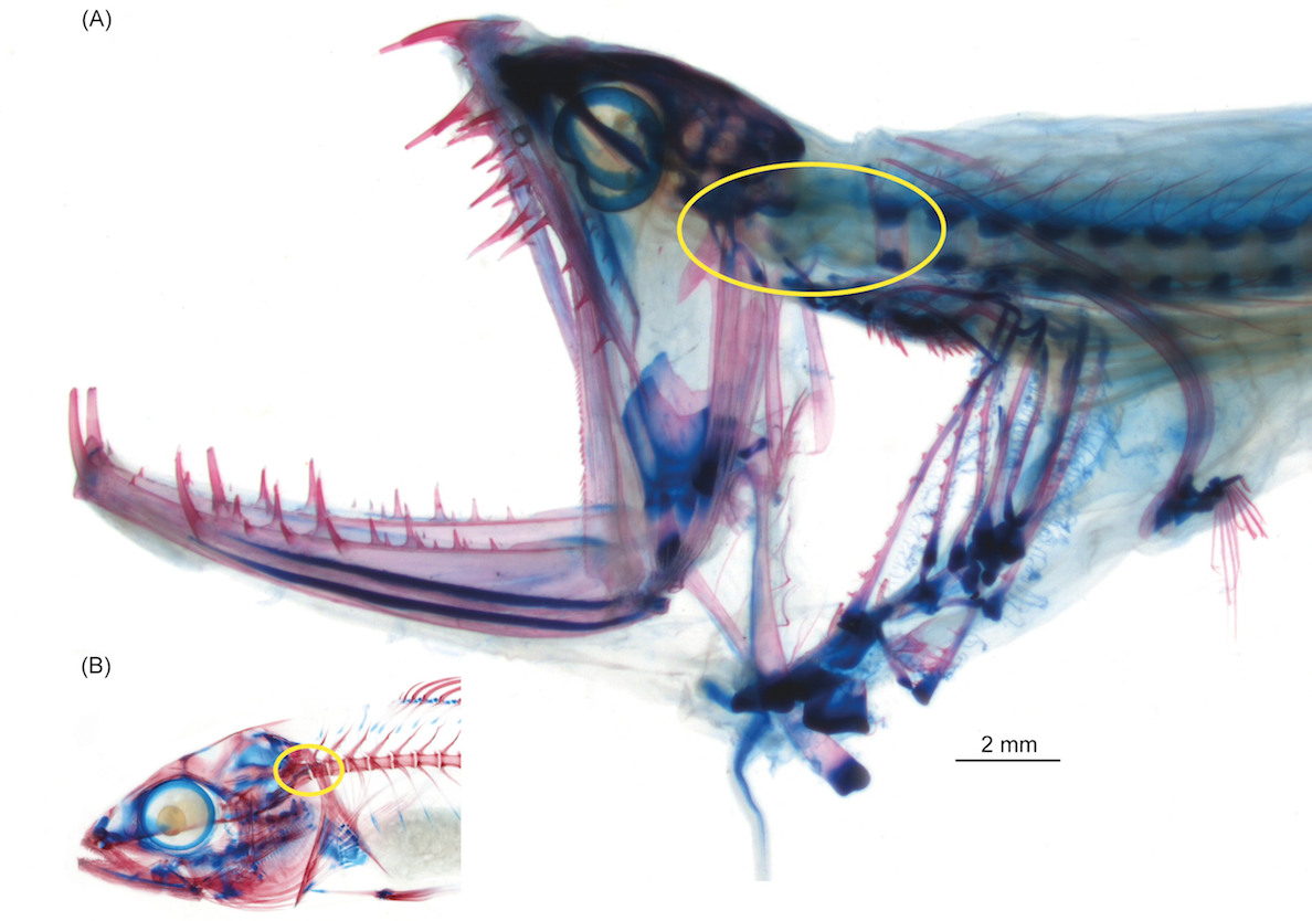 This Deep Sea Monster Attaches Its Head To Its Neck In The Freakiest Way