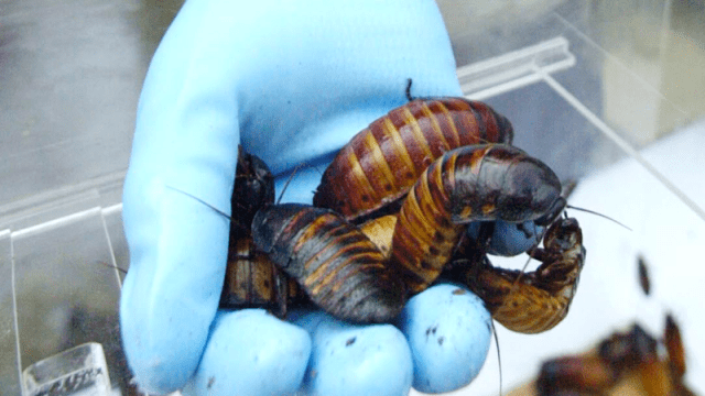 Doctors Pull Live Cockroach From Woman’s Skull After Complaints Of ‘Crawling Sensation’