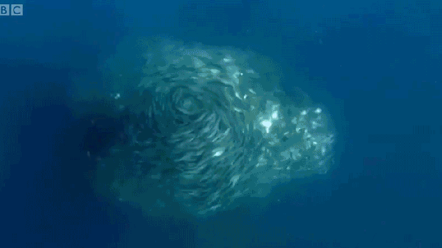 Swirling Underwater Fish Tornado Makes Sharknado Look Tame