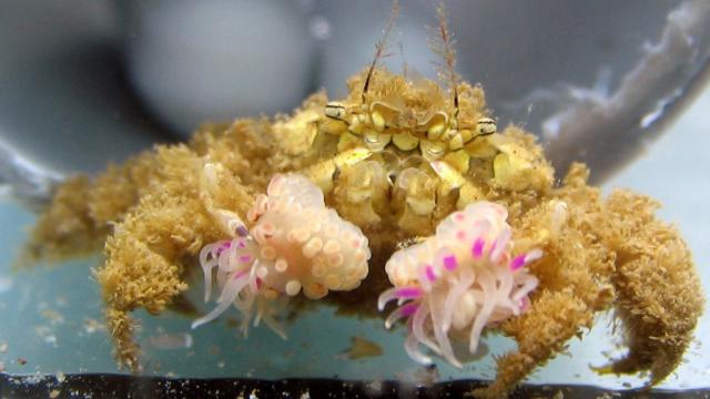 These Pom-Pom Crabs Are Everybody’s Super Bowl Mascot