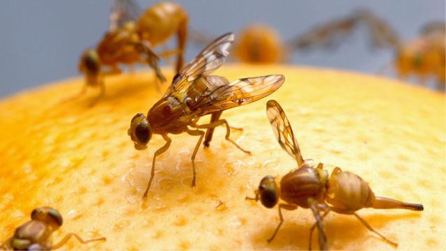 Resistance To ‘Last Resort’ Antibiotics Being Spread To Humans By Flies