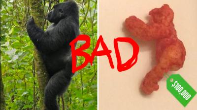 ‘$100,000’ Harambe Cheeto Is Everything Stupid About The Internet