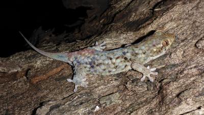 This Freaky Gecko Detaches Its Giant Scales To Escape Predators