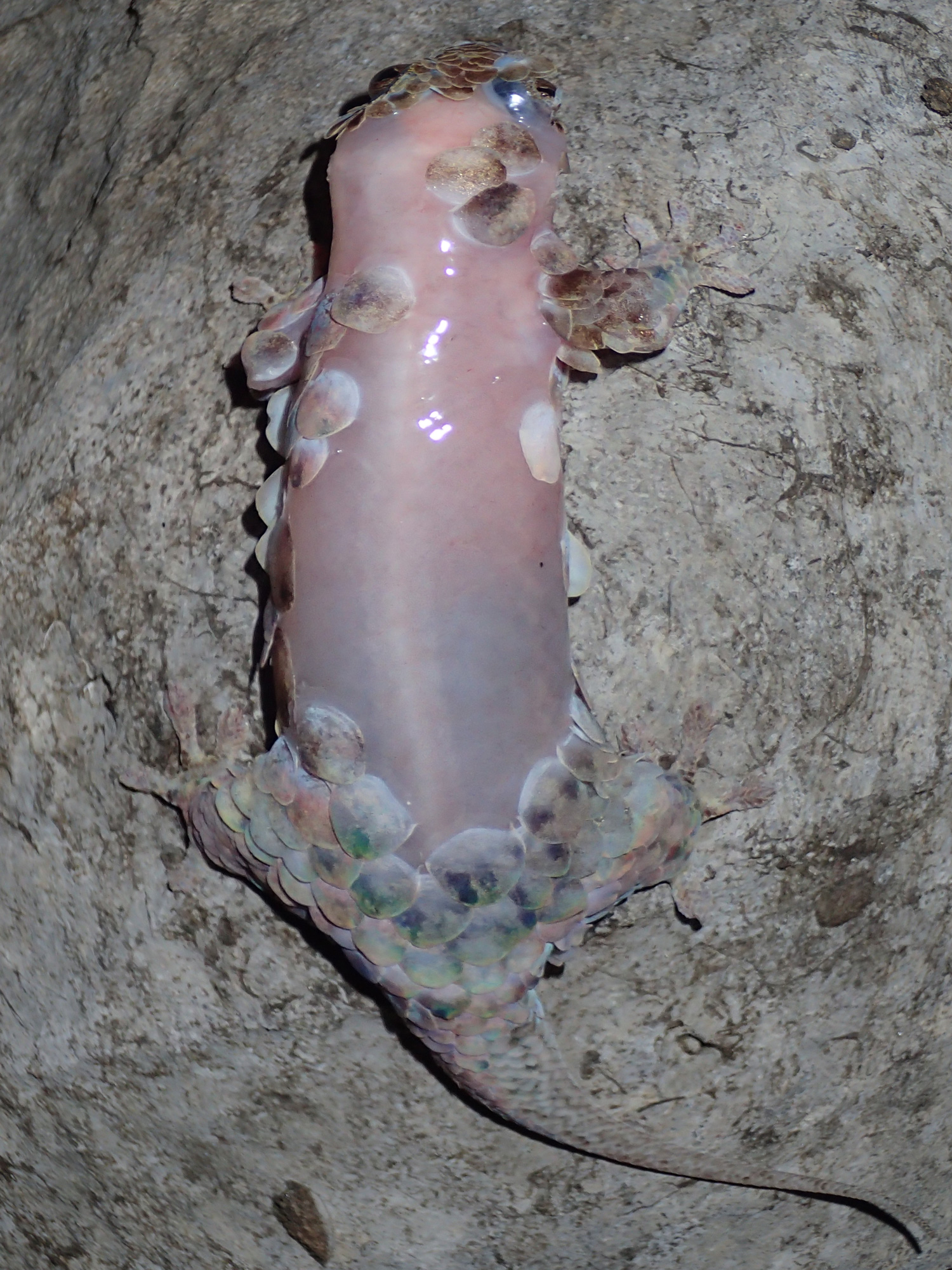 This Freaky Gecko Detaches Its Giant Scales To Escape Predators