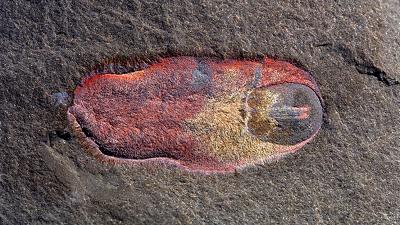 480-Million-Year-Old Slug Looks Like A Horrifying Mutated Bathmat