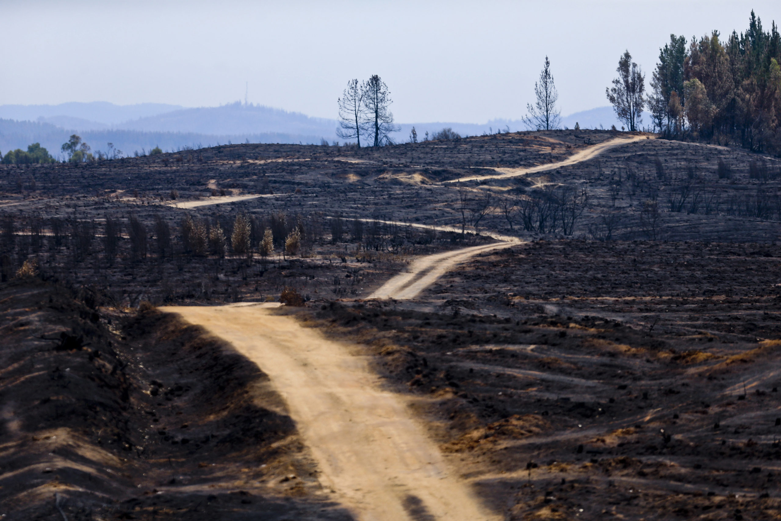 Worst Bushfires In Chile’s History Have Left Devastation In Their Wake