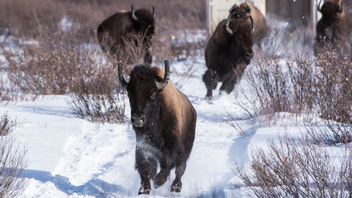 Watch Bison Return To A Canadian National Park For The First Time In 140 Years