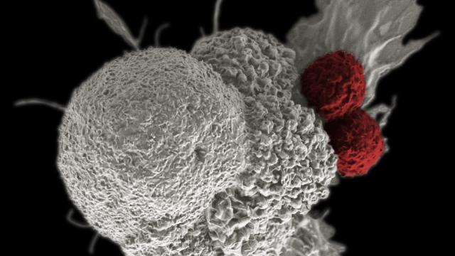 An Innovative New Cancer Therapy Hijacks Bacteria To Fight Tumours