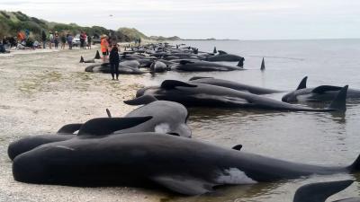 Hundreds Of Whales Are Dead Following A Horrific Mass Stranding In New Zealand