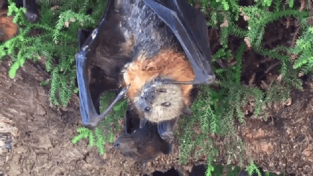 Gigantic Bats Are Dying Upside Down, Making Australia’s Heatwave Look Like A Horror Movie