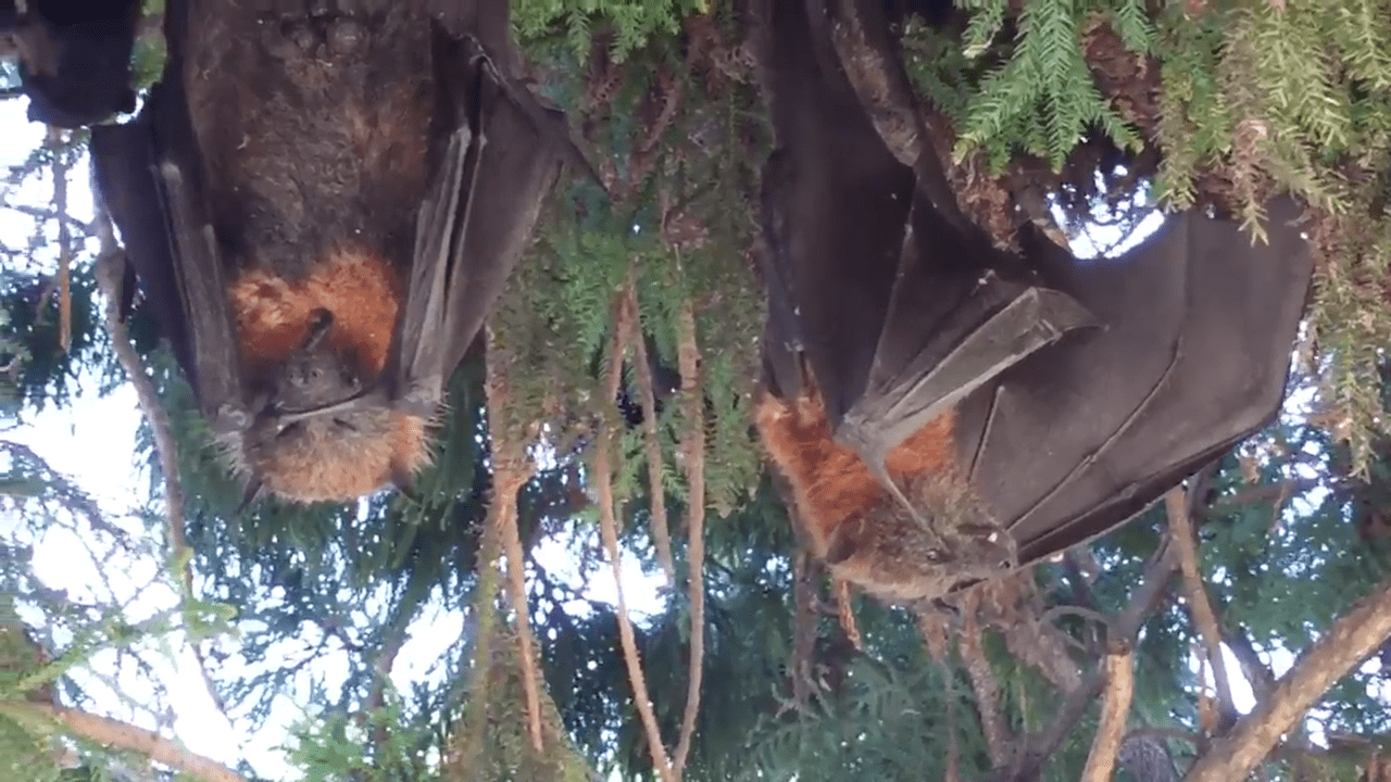 Gigantic Bats Are Dying Upside Down, Making Australia’s Heatwave Look Like A Horror Movie