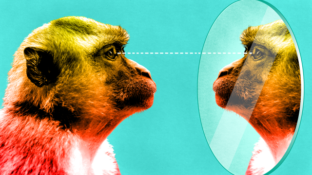 Monkeys Learn To Pass A Classic Test For Self-Awareness
