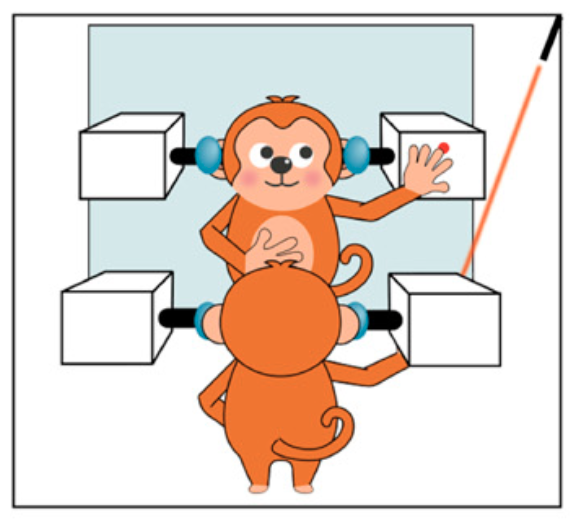 Monkeys Learn To Pass A Classic Test For Self-Awareness