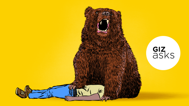 Can You Be Friends With A Bear?